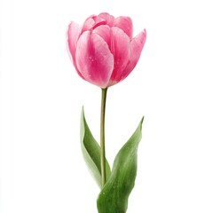 Naklejka premium Single pink tulip blossom with stem and leaves isolated on white background