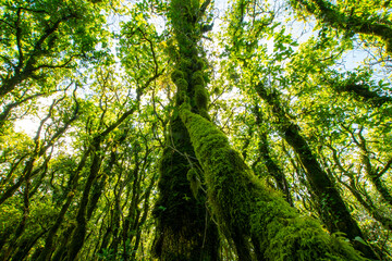 Obraz premium Sunlight filtering through a lush, moss covered forest