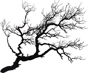 Obraz premium Silhouette of a sprawling tree against a night sky filled with stars.