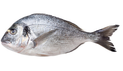 Obraz premium Fresh sea bream isolated on a white background