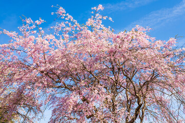 展海峰公園の枝垂れ桜と青空の春風景
