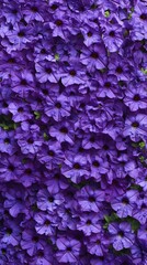 Obraz premium Vibrant Purple Petunia Flower Background Texture