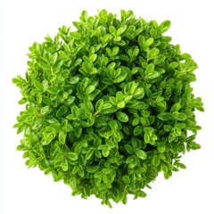 Naklejka premium Close up of a vibrant green boxwood shrub against isolated on white background