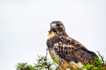Variable Hawk, Buteo polyosoma, Peninsula Valdes ,Chubut, Patagonia Argentina.