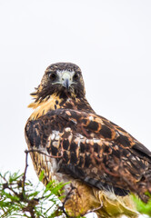 Variable Hawk, Buteo polyosoma, Peninsula Valdes ,Chubut, Patagonia Argentina.