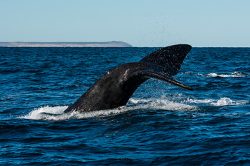 Fototapeta premium Sohutern right whale tail,Peninsula Valdes, Chubut, Patagonia,Argentina