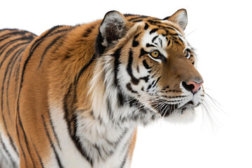 Fototapeta premium Tiger Head Close-up Isolated on White Background