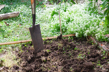 A shovel on the ground in an urban garden with white flowers. Urban gardening concept. 