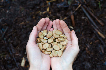Female hands holding broad beans seeds. Ecology, environment and homegrown concept. 