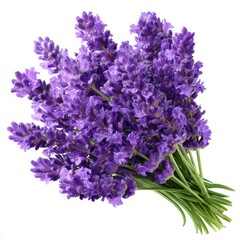Fototapeta premium Close up of a bunch of lavender flowers isolated on white background