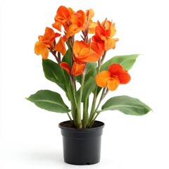 Canna lily plant with orange blossoms in a dark colored pot  isolated on white background