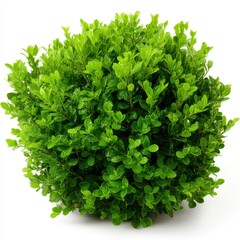 Obraz premium Close up of a vibrant green boxwood shrub against isolated on white background