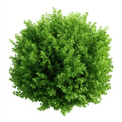 Obraz premium Overhead view of a dense green plant against isolated on white background