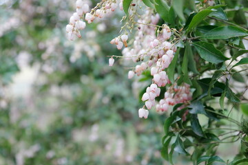 野山に静かに咲くアセビ（馬酔木）