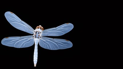 黒背景に孤立したトンボのクローズアップ詳細な姿 光と影のコントラストが際立つ昆虫の質感