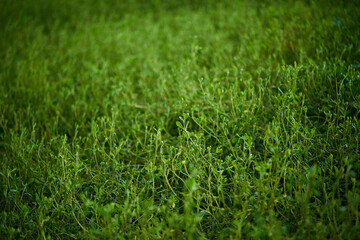 鮮やかな緑 - 自然が織りなす色の絨毯