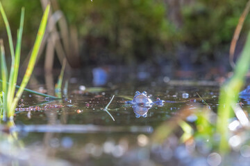 Grasfrösche in der Paarungszeit im Teich