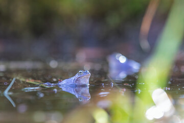 Grasfrösche in der Paarungszeit im Teich