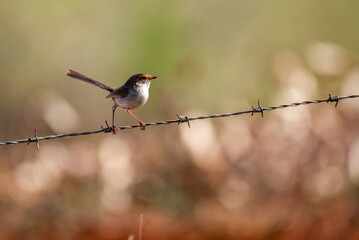 Superb Fairy-wren - female, perched on a barbed wire fence