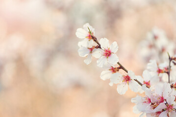 Beautiful branches of white and pink Cherry blossoms on the tree. Beautiful Sakura flowers at spring in the park, nature background.