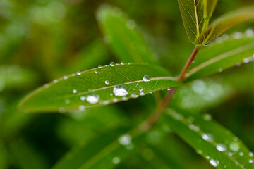 crystal clear dew drops are condensed on vibrant green leaves