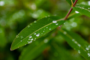 crystal clear dew drops are condensed on vibrant green leaves
