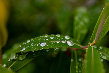 crystal clear dew drops are condensed on vibrant green leaves
