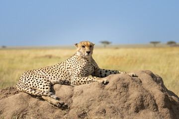 Cheetah on a rock in the Serengeti