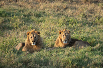 Two male lion siblings lying in the grass