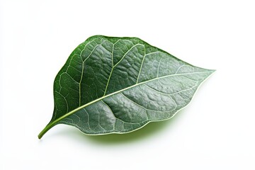 Vibrant green leaf on white background