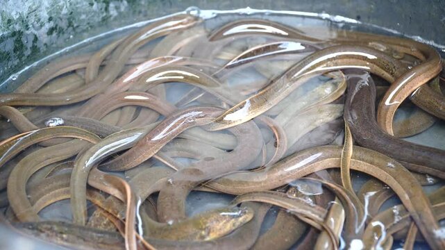 A bunch of brown eels in the water in a bucket