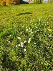 Bellis perennis is the common Daisy with white flowers. Grass around the flowers blooming. A natural blossom. White daisy flowers among young green grass on a spring day. © Groen