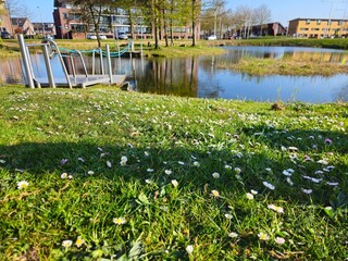 Bellis perennis is the common Daisy with white flowers. Grass around the flowers blooming. A...