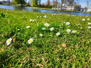 Bellis perennis is the common Daisy with white flowers. Grass around the flowers blooming. A natural blossom. White daisy flowers among young green grass on a spring day. © Groen