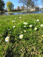 Bellis perennis is the common Daisy with white flowers. Grass around the flowers blooming. A natural blossom. White daisy flowers among young green grass on a spring day. © Groen