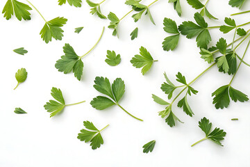 Fresh Flat Leaf Parsley Sprigs on White Background