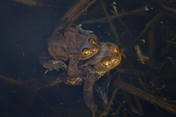 Frog mating season. Pair of European common toad, Bufo bufo, in water in breeding season. Egg...