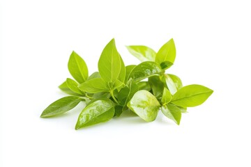 Fresh green leaves close-up