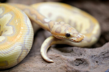 Yellow and white mixed python snake.