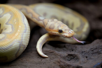 Yellow and white mixed python snake.