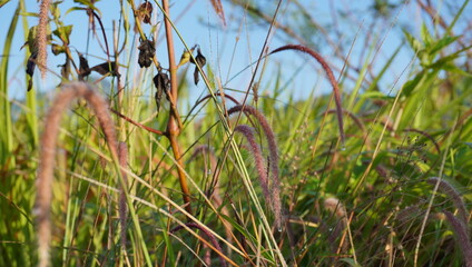 Fototapeta premium grass in the wind