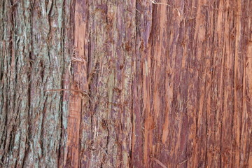 Fototapeta premium Detailed close-up of an old tree bark surface, revealing its rich natural texture