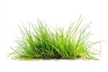 Obraz premium Lush green grass clump