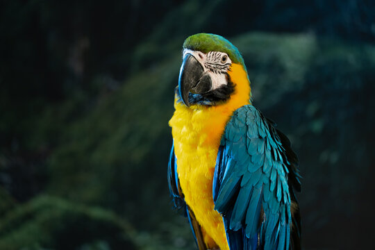 Blue-and-yellow macaw closeup (Ara ararauna), exotic bird
