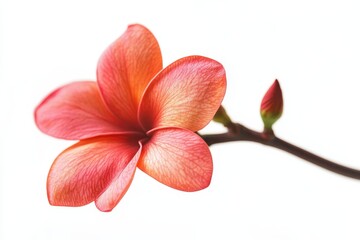 Beautiful Coral Plumeria Blossom