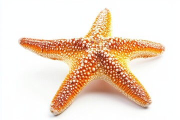 Starfish on white background (4)