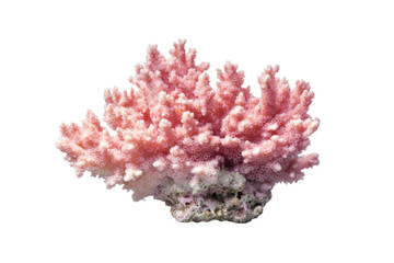 Pink coral with white spots is on a white background, isolated