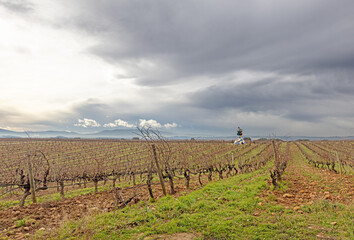 Wine vineyard in Rioja Spain in the Basque country region of northern Spain ESP
