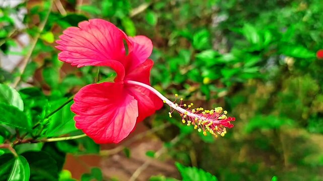 Beautiful red joba flower in the garden.