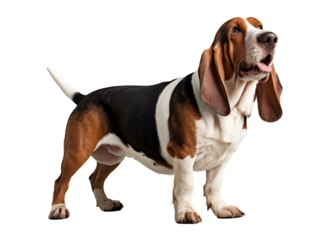 basset hound dog closeup